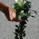 Bouquet de mariée avec Cala